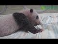 大貓熊圓仔咬小手 giant panda cub sucking thumb