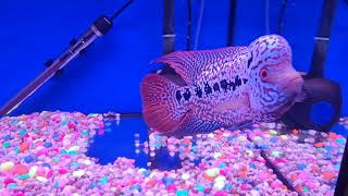 Kamfa flowerhorn from Singapore