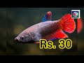 සිමින්ති බෝල් වල හදන්න පුළුවන් මාළු fish sri lanka ...