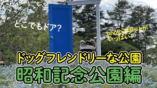 【犬とおでかけ】シニア犬にも楽しい昭和記念公園