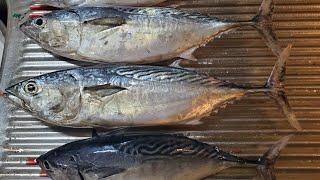 【幻のレア魚】スマガツオを捌いて寿司にしました。#家庭料理 #寿司 #魚を捌く