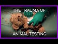 Watch: A Teddy Bear Tackles the Trauma of Animal Tests in New Video