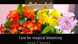 Lantana Plant care for magical blooming in Tamil | Amma's Garden | Wecritic |