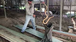 Huge and Cranky Eastern Brown Snake Under a House