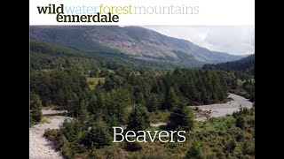 Wild Ennerdale Beaver Reintroduction