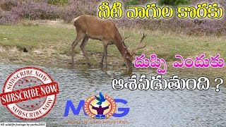 దుప్పి నీటి వాగుల కొరకు ఎందుకు ఆశపడుతుంది ? || WORSHIP MESSAGE || MINDOFGOD