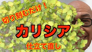 【カリシア仕立て直し】切り刻んで植え込みます！