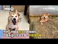 阿嬤的柯基❤嘴唸「不可以你走開」下秒挖飯偷餵｜寵物動物｜狗｜金孫｜精選影片