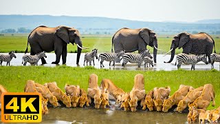 4K African Wildlife: Amboseli National Park - Real Sounds of Africa - 4K Video Ultra HD