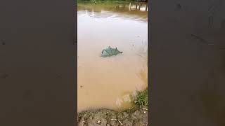 এটা হচ্ছে মাছ ধরার চায়না পদ্ধতি this is China technique #fish#viral#shorts🐠🐗🐟 @Hk-fishing-video