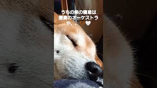 柴犬 寝息 ちょいイビキが最高に可愛いずっと聞いてられる♡👍