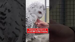 フクロウ見て癒されたら寝ろｗｗｗ #動物 #フクロウ #2ch動物スレ