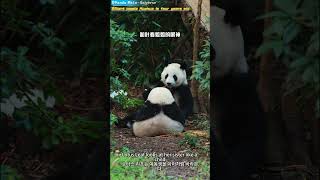 大熊猫花花已经四岁啦 자이언트 팬더 Huahua는 4살이에요 Giant panda Huahua is four years old #panda #cute #giantpanda