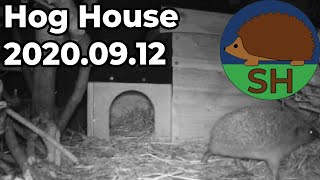 Hedgehog House Watch 2020.09.12