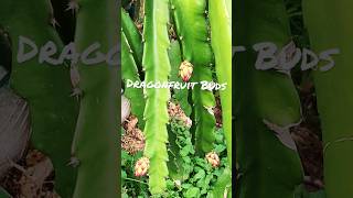 Dragonfruit Buds at COE,Thingdawl #horticulture #mizoram  #dragonfruit