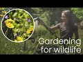 How to support wildlife in our backyards | Gardening for Wildlife Part 1