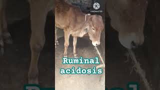 হেফারে রুমিনাল অ্যাসিডোসিস? রুমেনের প্রভাব! @Veterinaryclub #trendin #animals #farming