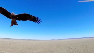 Black kite raptor bird of prey attacks drone ► All 4 Adventure TV