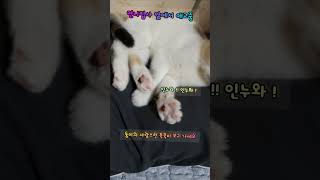 꾹꾹이 하는 아기 고양이/baby cat's kkukkugi, pink jelly. #핑크젤리 #아기고양이 #고양이 #cute #apt #rose #kitten #고양이영상 #냥이