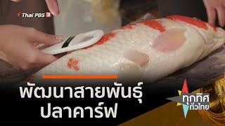 พัฒนาสายพันธุ์ปลาคาร์ฟ จ.ราชบุรี : อาชีพทั่วไทย