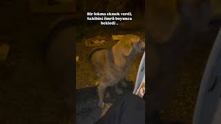 Sahibi tarafından terk edilen Dede🥺Evde bakılıp sahibi taşınınca yaşlandı diye yanlarına almamışlar