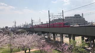 【満開】桜と電車