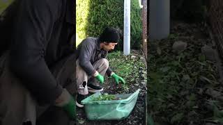 高齢者宅の草むしり（便利屋、掃除）#shorts #埼玉県