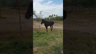 Kuda Gubernur NTB - The Governor's Horse #Short #Shorts #ntb #sumbawa
