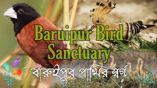 BARUIPUR BIRD SANCTUARY | বারুইপুর পাখির স্বর্গ । Wild Photography | Bird Watching at Baruipur