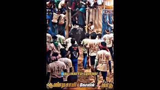 ஆண்டிசாமி கோவில் மாடு🙏💥💥 jallikattu_lover07 shorts 💕