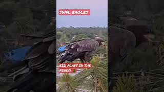 E22 ENTERTAINS FANS! 🐥💞😂 5/11/23 #eagle #m15 #harriet #explore #wildlife #swfec