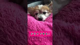 キャンディの元気の秘訣その②!! 17歳今日も元気🤣 #short #パピヨン #papillon #17歳 #愛犬