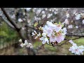 【四季桜・十月桜と紅葉】　岐阜県美濃加茂市・多治見市　2024年12月7日（土）