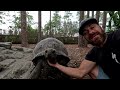 my aldabra tortoise herd is all love