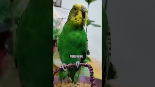 #年轻人养宠图鉴#潮流生活优等生#快手宠物天团 #cutebirds #parrot