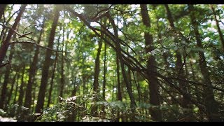 NYS Hemlock Initiative Video Series Episode 1:  Hemlocks