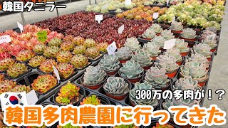 【多肉植物】韓国多肉農園に行ってきました！！多肉の種類が多くなんと３００万の多肉がありました…👀‼️【初心者】【韓国苗】