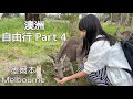 澳洲自由行/ Part4/墨爾本玩什麼/菲利浦島一日遊/Maru Koala And Animal Park動物園/Cowes小鎮/諾比斯角/企鵝歸巢/戰爭紀念館/維多利亞國立美術館/聖保羅座堂