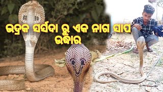 ଭଦ୍ରକ ସର୍ସଦାରୁ ଏକ ବିରାଟ ନାଗ ସାପ ଉଦ୍ଧାର || A BIG COBRA RESCUE IN BHADRAK, SARSHADA || #bhadrak