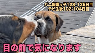 なかなか食べ終わらないアデちゃんにロイは・・【バニ保護っ子123 125日目】