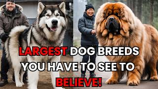 These Giant Dogs Will Blow Your Mind – Watch Now!