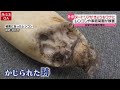 【害獣ライブ】 “海の危険生物” カツオノエボシが大量漂着 電車内に犬 駅員かまれる 都会のビーチに「サメ」 シカが増加、作物に被害も　など（日テレnews live）