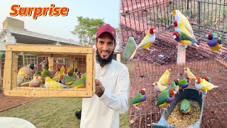 Birds Aviary K Liye 20+ Gouldian finches Ly Aiye 🥰