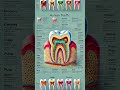 what s really going on with your human teeth