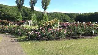 越後丘陵公園　香の薔薇