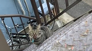 見違える程そっくりな、絶対居候ニャンコの姉妹だと思われるカプセル首飾りの猫2/2