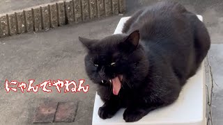 人間不信だけどご飯はもらう　野良猫やまと君　lucky BLACK stray CAT