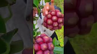 Do you know this fruit OMG😱 2023 #fruit #viral #asmr