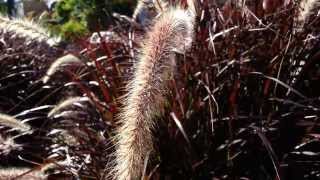 GRASS PURPLE FOUNTAIN - Pennisetum setaceum HD 01