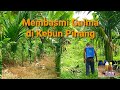 CARA MEMBASMI GULMA DI KEBUN PINANG‼️ Racun Rumput Yang Paling Bagus | Alam Karya Farm